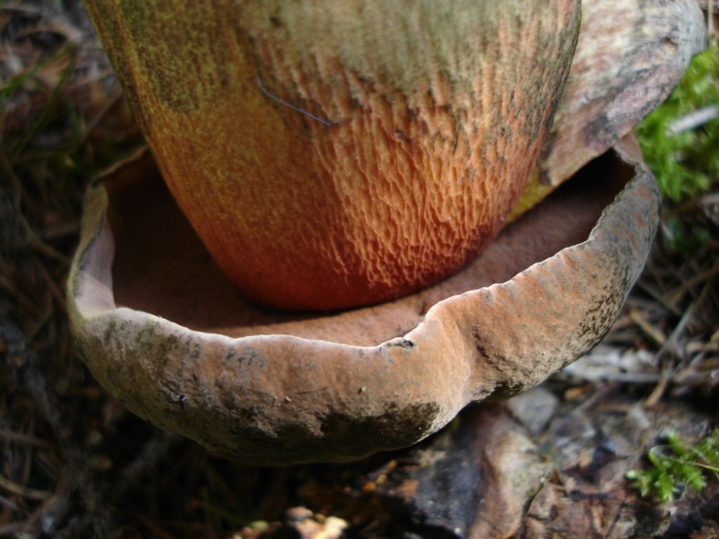 Arrivano i Boletus 09-07-2006